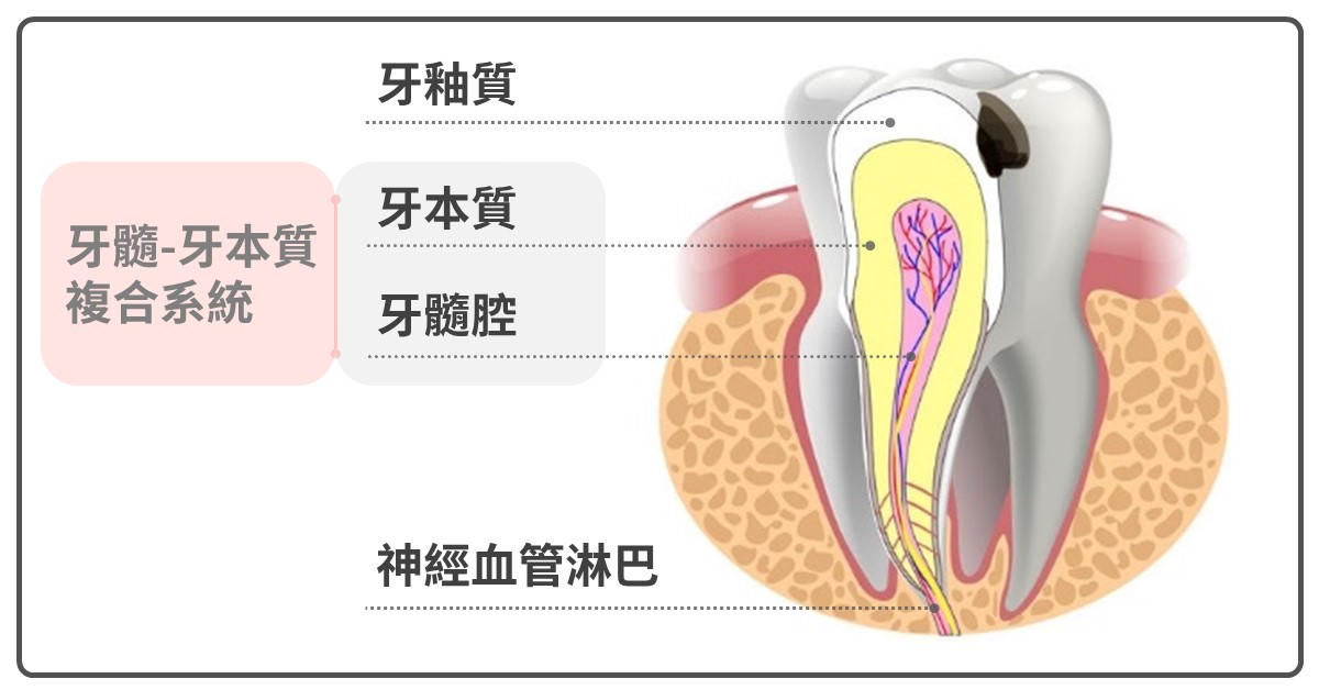 什麼是根管〈牙神經〉