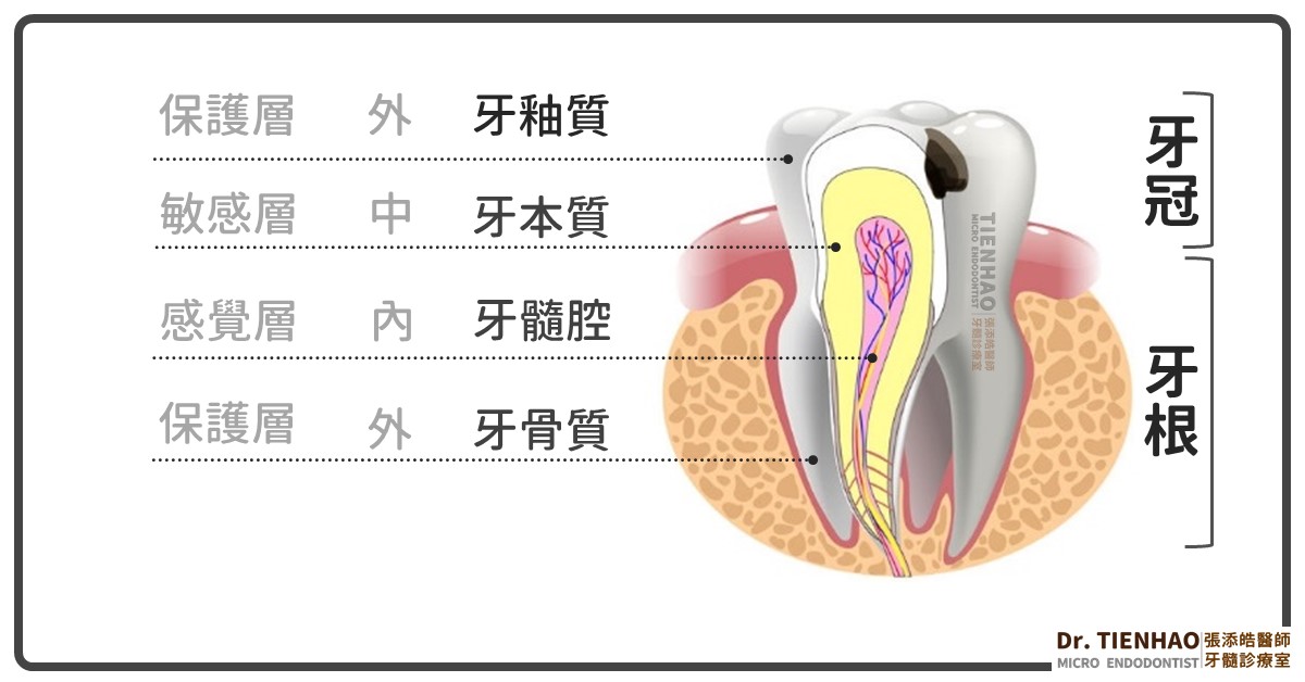 牙齒解剖