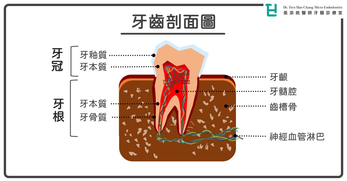 牙齒剖面圖