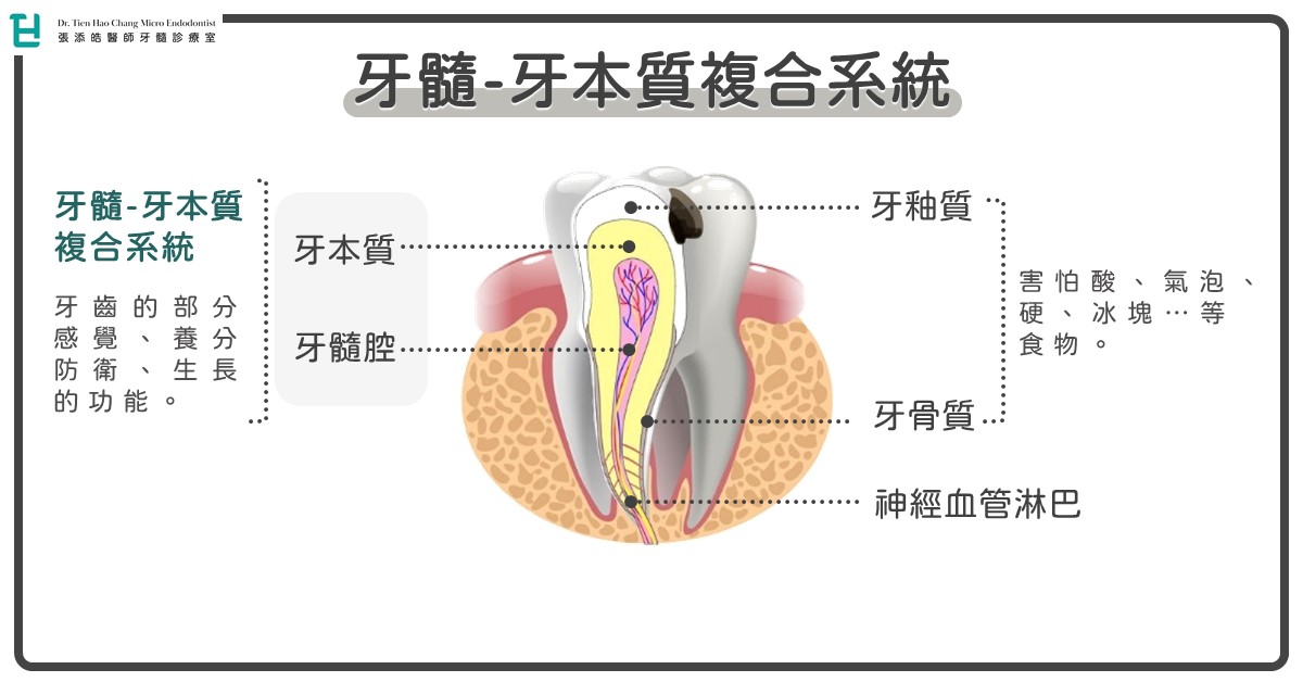 牙髓-牙本質複合系統