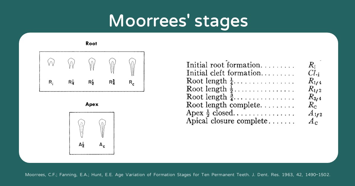 Moorrees' stages牙根發育
