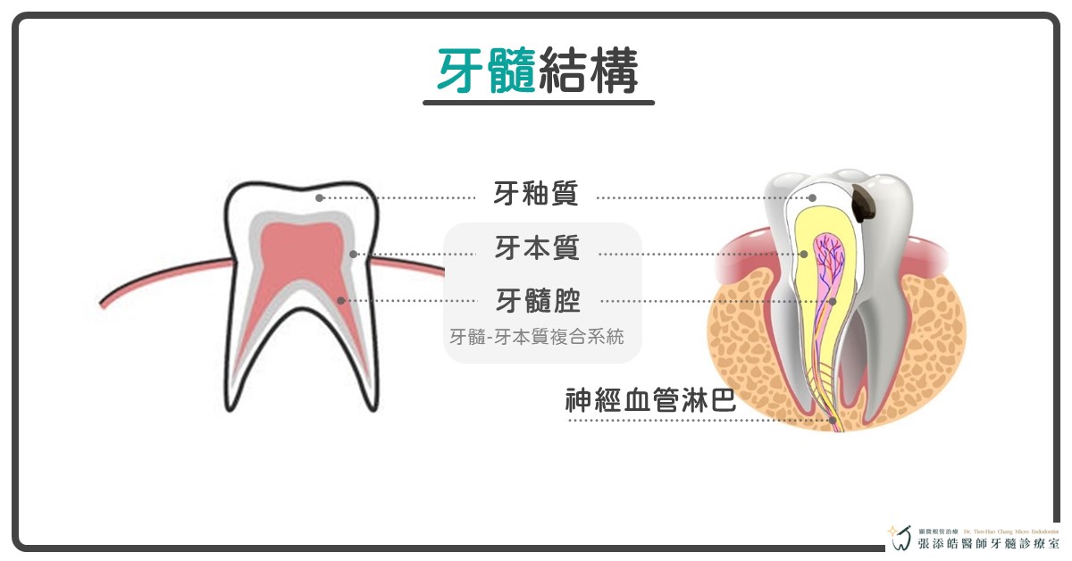 牙齦膿包、牙齦腫、牙肉上的膿包