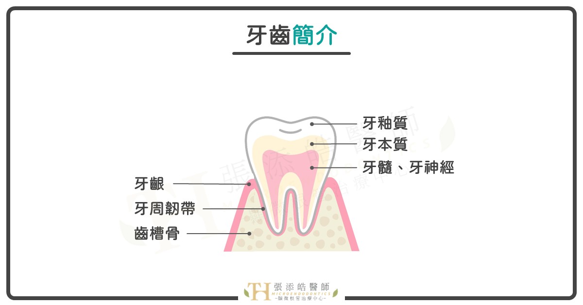 牙齦膿包、牙根尖黑影，是牙周病還是牙根尖發炎？顯微根管治療有用嗎？