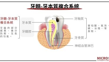 牙髓牙本質